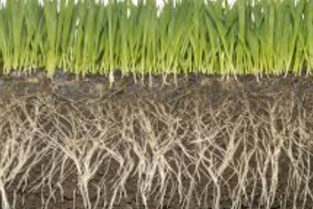 Che cos’è l’agricoltura simbiotica?