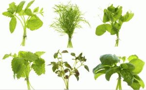Come abbinare le verdure nell’orto per ottenere un raccolto migliore