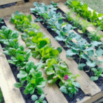 pallet gardening
