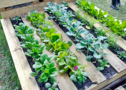 pallet gardening