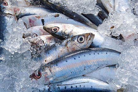 Pesce Azzurro: guida, benefici e proprietà