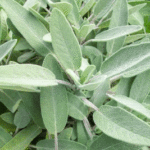 La salvia: straordinaria erba aromatica e officinale