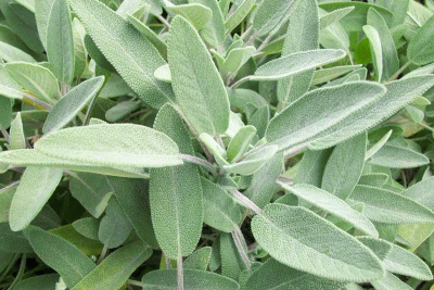 La salvia: straordinaria erba aromatica e officinale