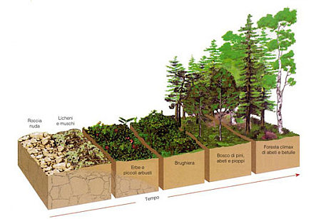 successione ecologica